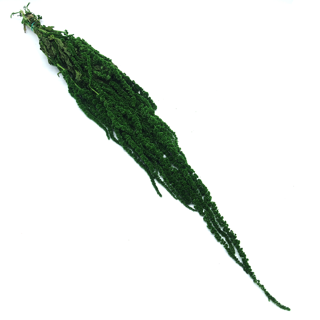 amarantus zielony