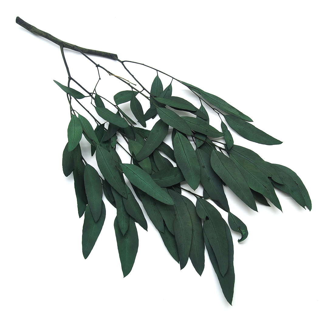 eukaliptus willow